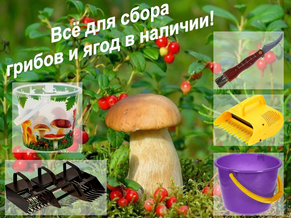 Всё для сбора ягод и грибов!